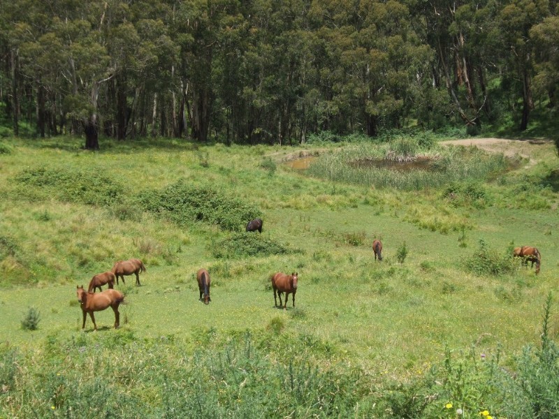 Moss Vale NSW 2577
