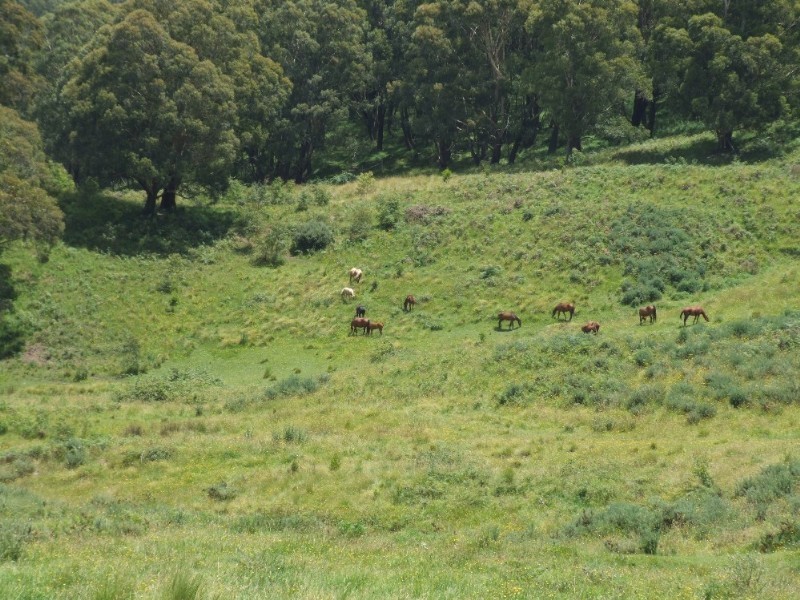 Moss Vale NSW 2577