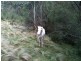 63 Tallygang Mountain Road, Wombeyan Caves NSW 2580