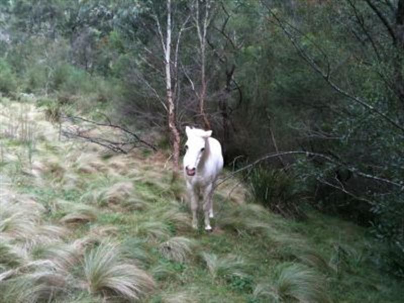 63 Tallygang Mountain Road, Wombeyan Caves NSW 2580