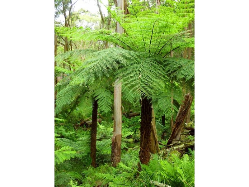 26 Kimberley Drive, Bowral NSW 2576