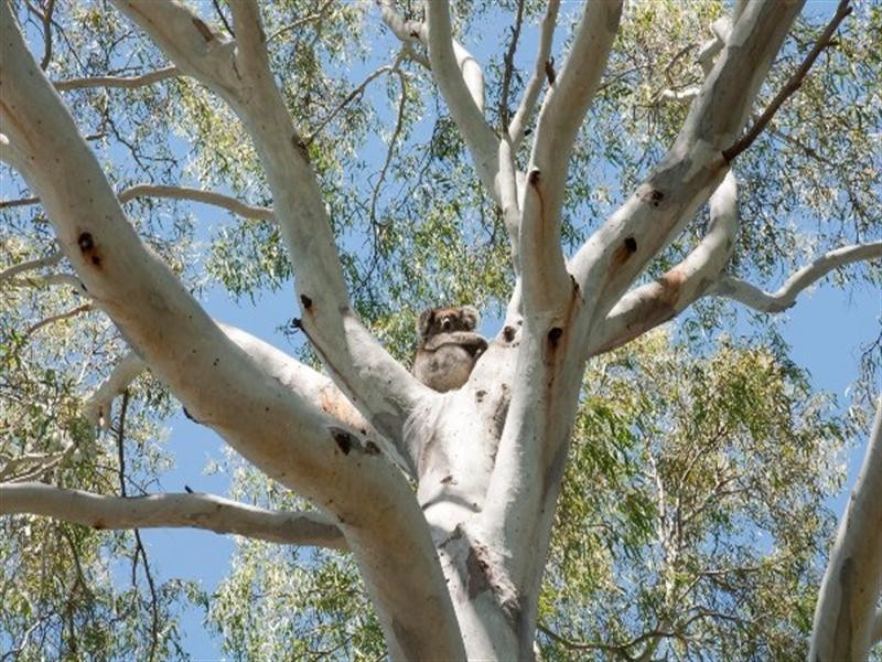 9 Sylvia Court, Coromandel Valley SA 5051