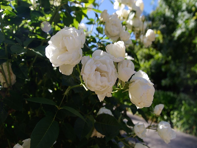 2 Norman Court, Coromandel Valley SA 5051