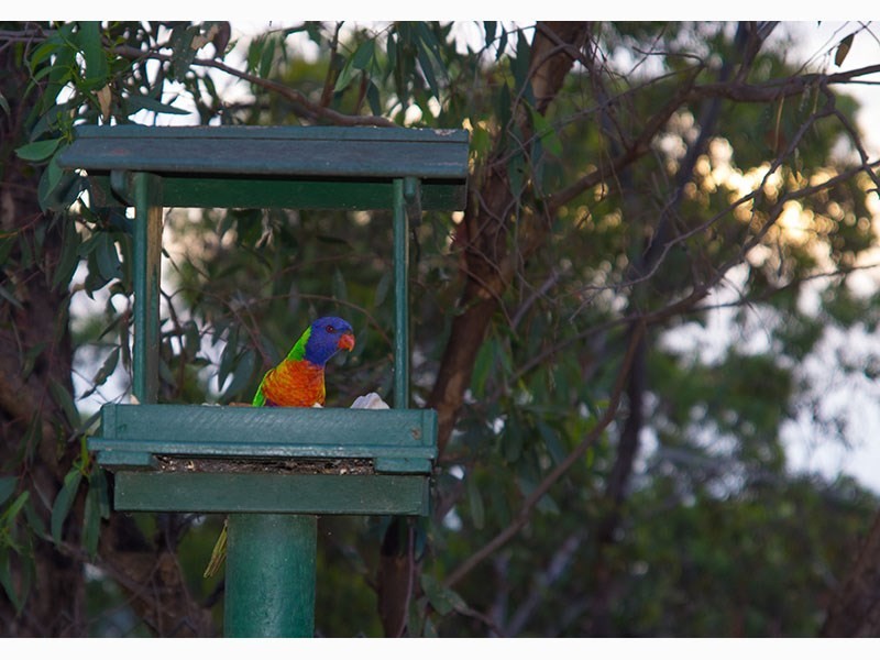 7 Ash Avenue, Belair SA 5052