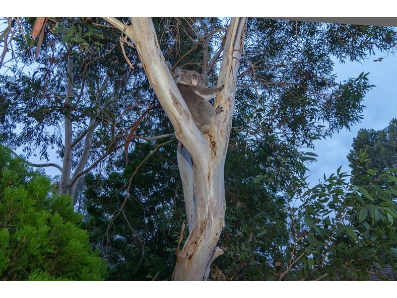 9 Goldsack Avenue, Coromandel Valley SA 5051