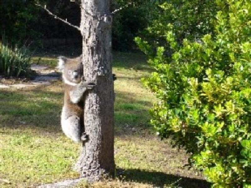 16 Ardrossan Avenue, Belair SA 5052