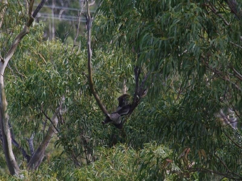 110 Mount Barker Road, Leawood Gardens SA 5150