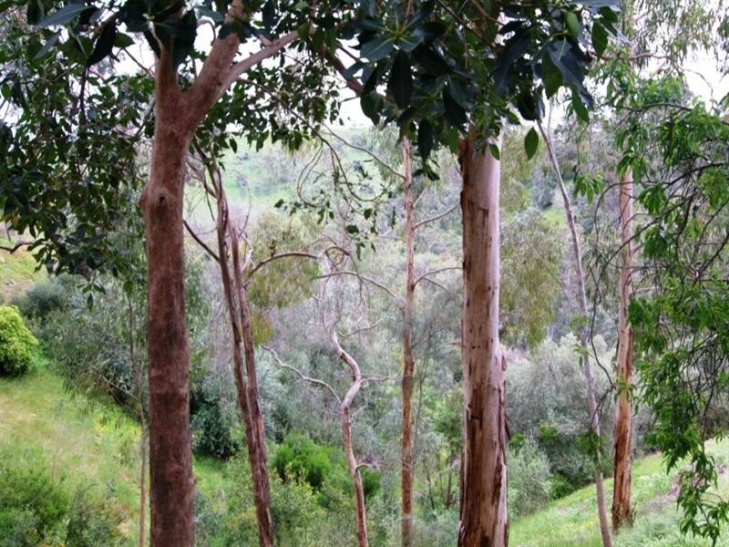 1 Horsell Road, Belair SA 5052