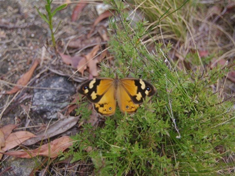 Lot 29 Scott Creek Road, Heathfield SA 5153