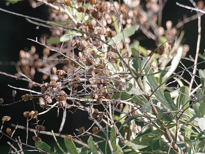 Lot 96 Neate Avenue, Belair SA 5052