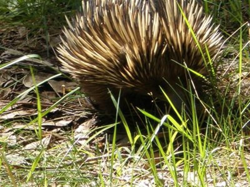 625 Ackland Hill Road, Coromandel East SA 5157