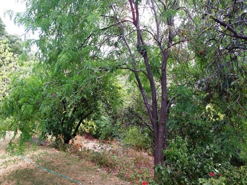 13 Patricia Street, Coromandel Valley SA 5051