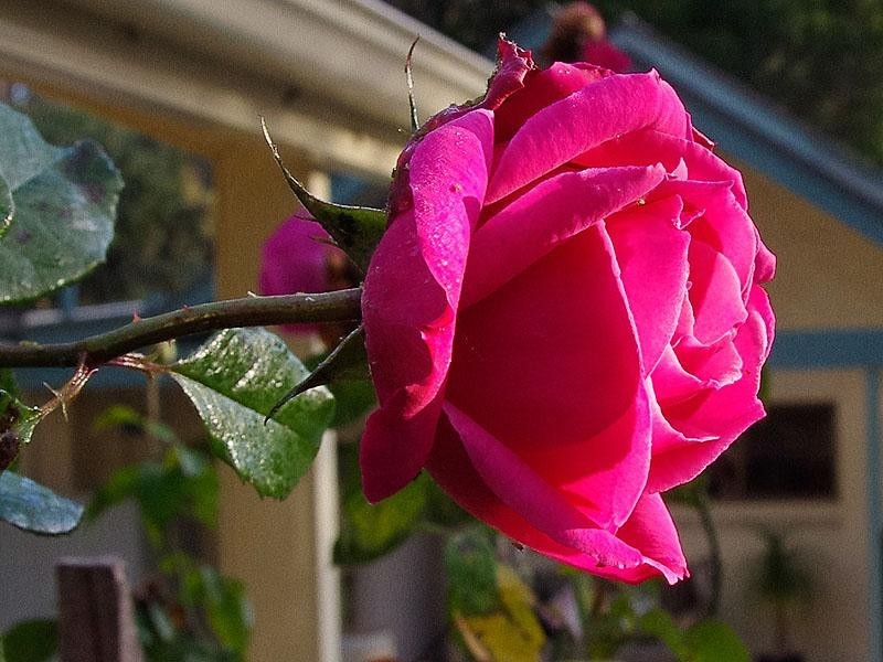 6 Baldina Street, Eden Hills SA 5050