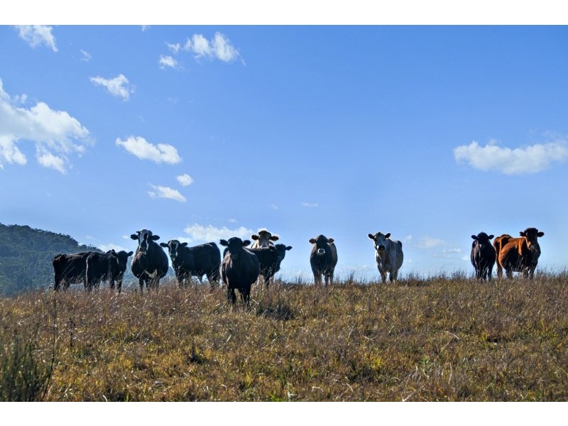 101 Knockfin Road, Luskintyre NSW 2321