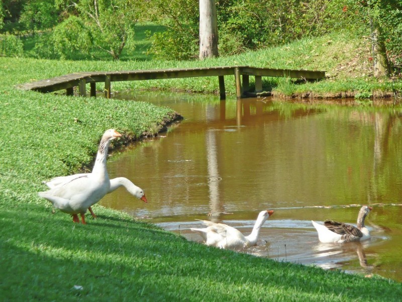 106 McCafferys Road, Hannam Vale NSW 2443