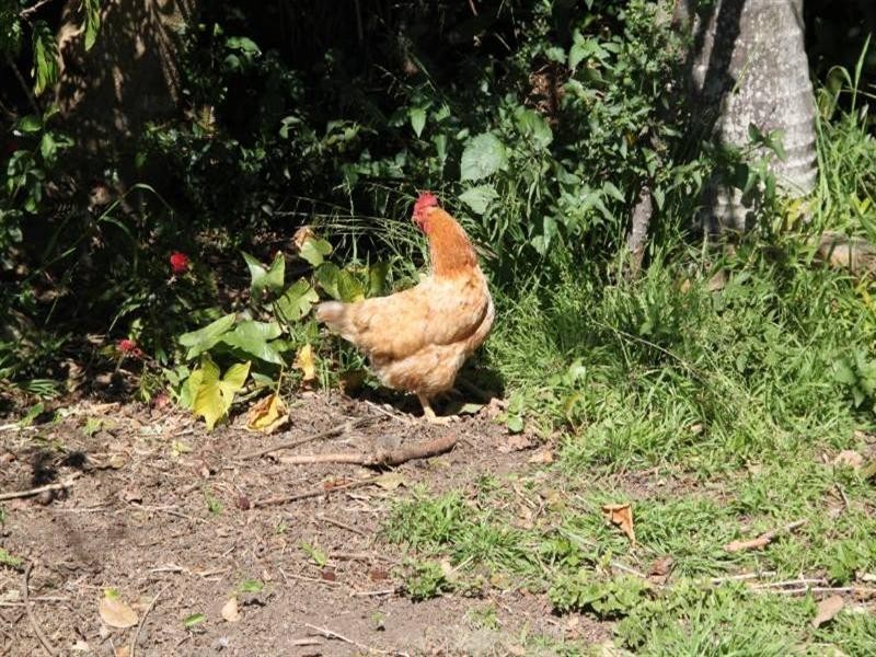 28 Wharf Road, Johns River NSW 2443