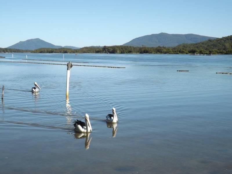 Site 94 Diamond Waters Caravan Park, Dunbogan NSW 2443