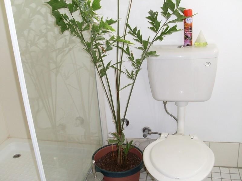 Logan Central QLD 4114