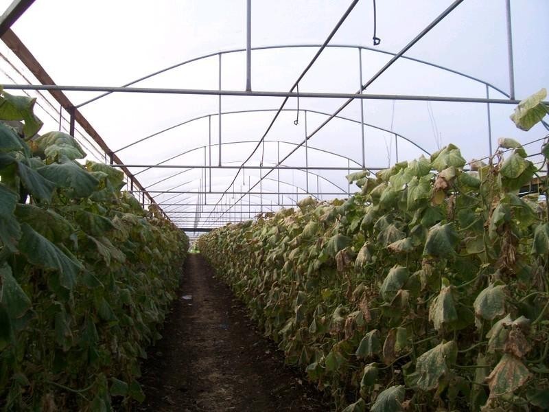 Rifle Range QLD 4311