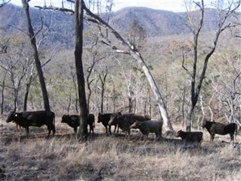 Black Duck Creek QLD 4343