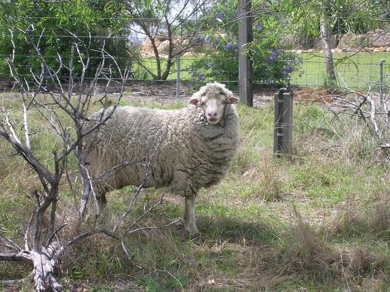 Glenore Grove QLD 4342