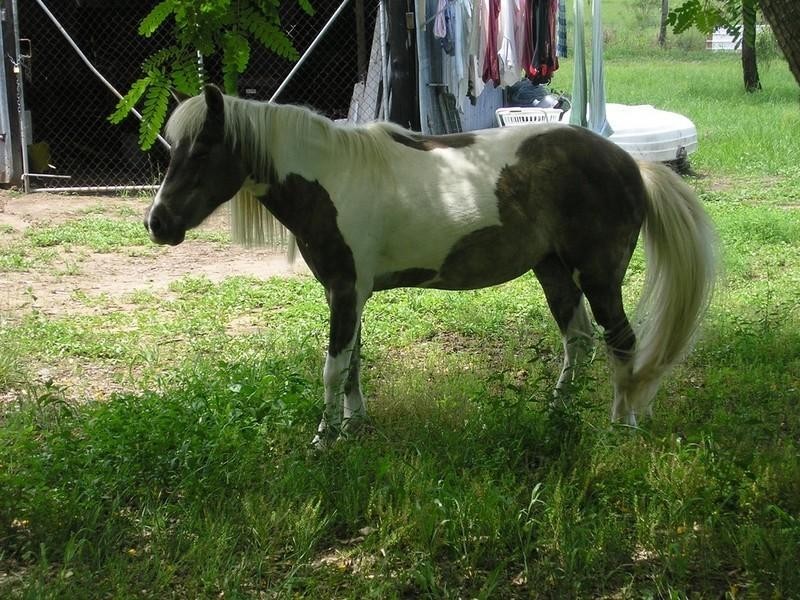 Regency Downs QLD 4341