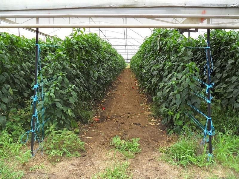 Rifle Range QLD 4311