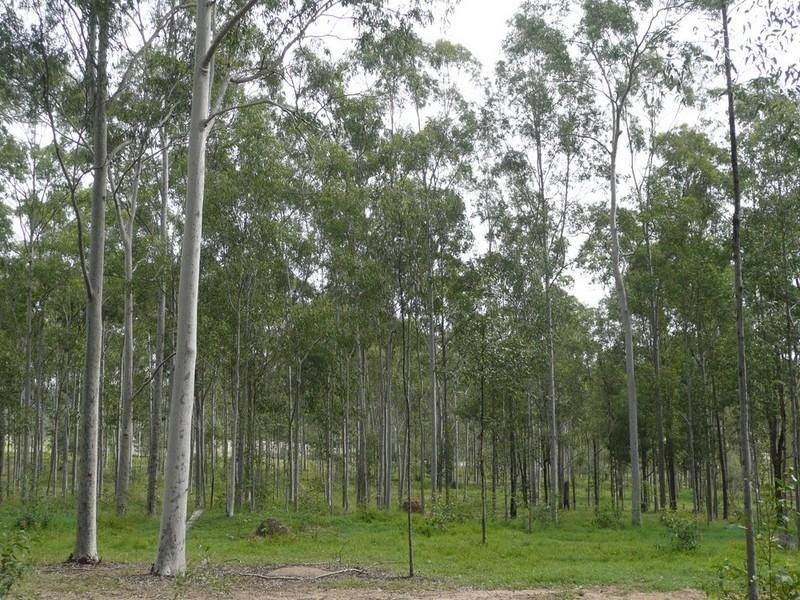 215 Bartleys Road, Spring Creek QLD 4343