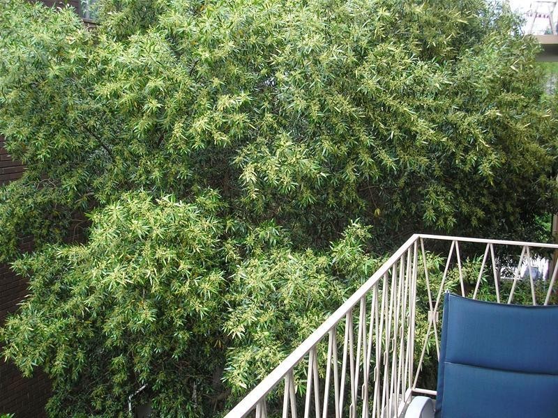 5/26 Addison Street, Kensington NSW 2033