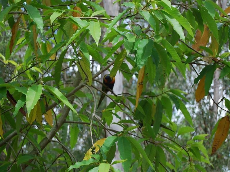 7 Windsor Place, Forest Lake QLD 4078