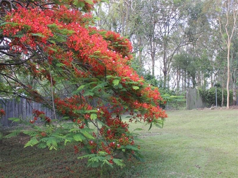 31 Redhead Street, Doolandella QLD 4077