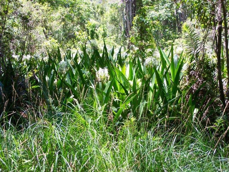 Whispering Palms Estate ‘, 32 Martinelli Avenue, Banora Point NSW 2486