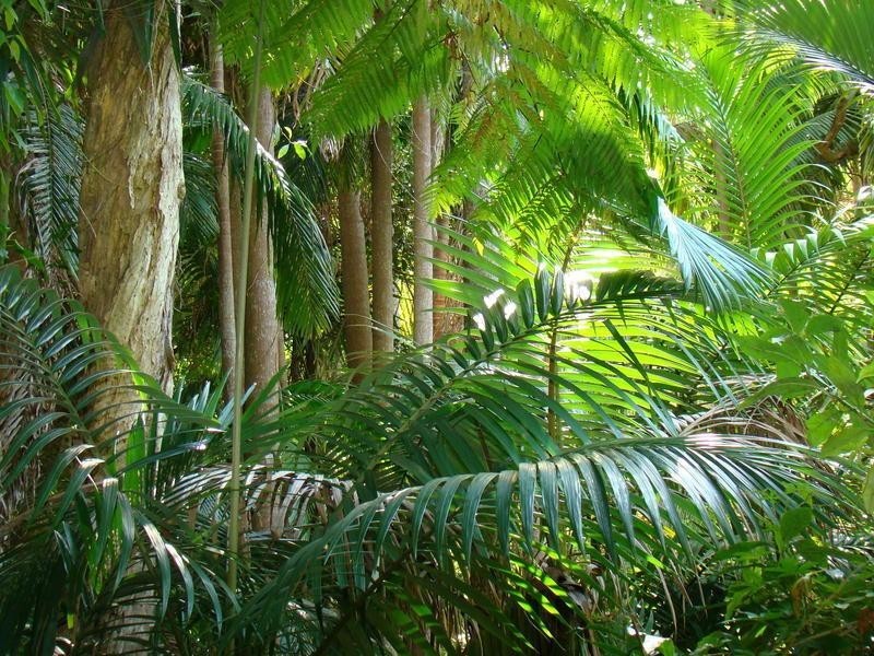 Whispering Palms Estate ‘, 32 Martinelli Avenue, Banora Point NSW 2486