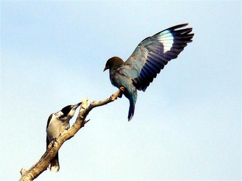 Whispering Palms Estate ‘, 32 Martinelli Avenue, Banora Point NSW 2486