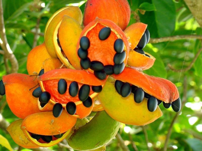 Whispering Palms Estate ‘, 32 Martinelli Avenue, Banora Point NSW 2486