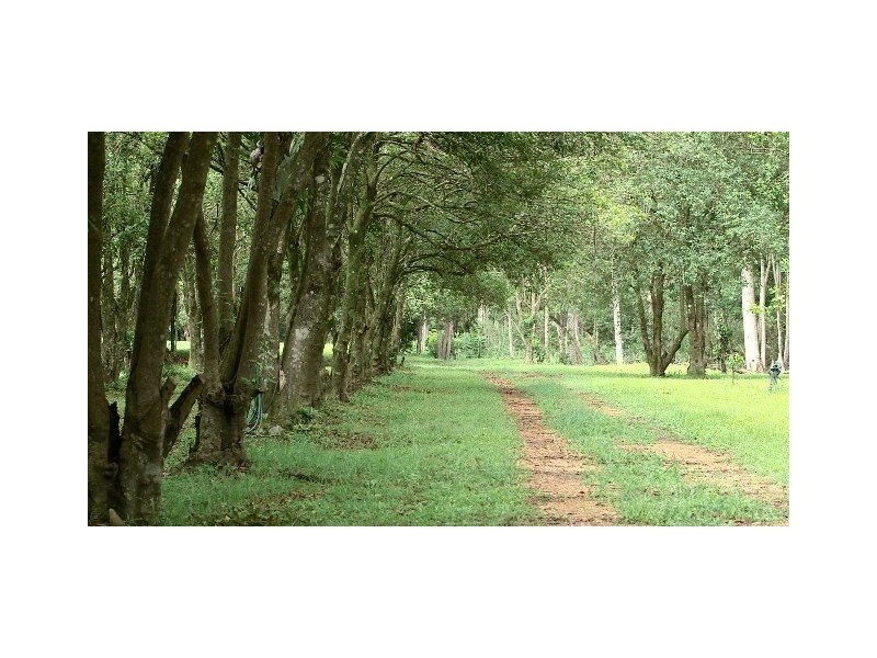 1125 Gold Coast-Springbrook Road, Austinville QLD 4213