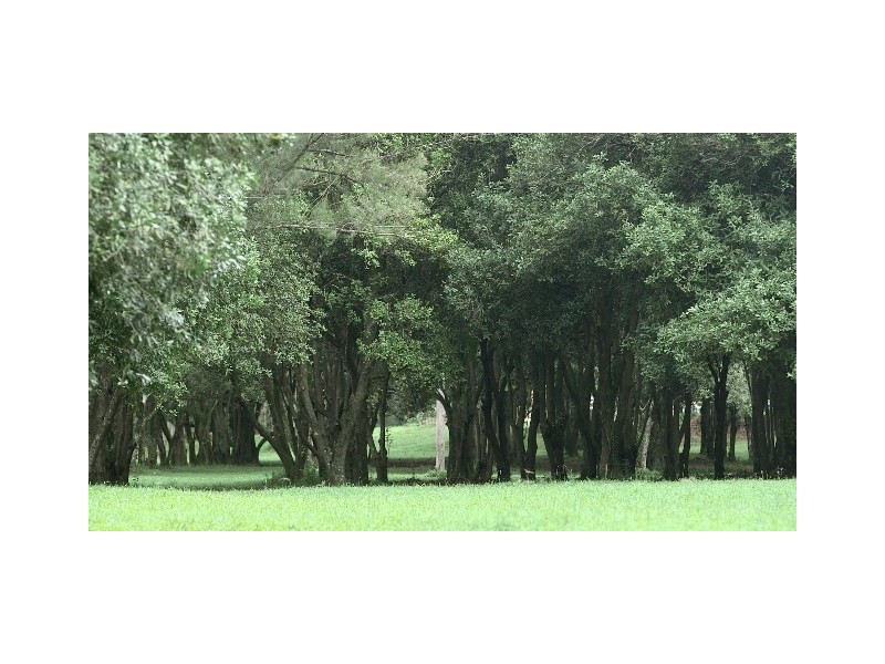 1125 Gold Coast-Springbrook Road, Austinville QLD 4213