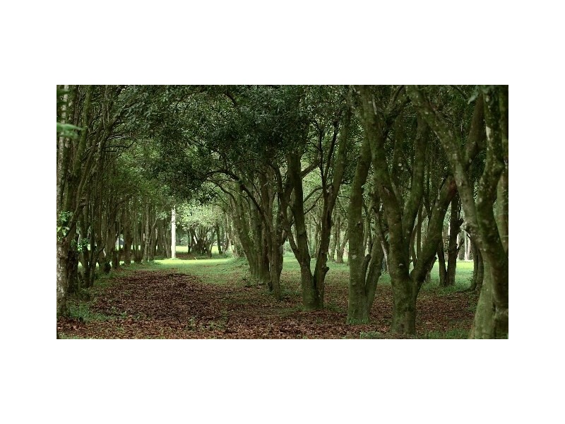 1125 Gold Coast-Springbrook Road, Austinville QLD 4213