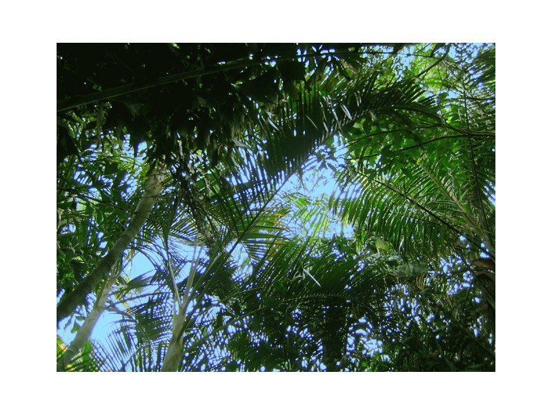 39 ‘Greenlands’, 35a Grevillea Drive, Varsity Lakes QLD 4227