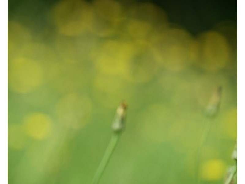 4 Kuralboo Street and 14 Forestry Road, Springbrook QLD 4213