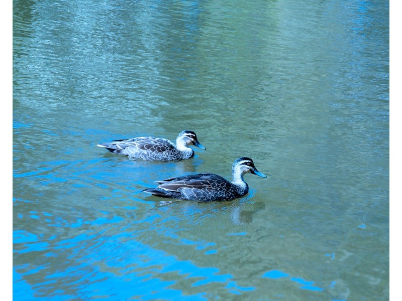 28 Greenwich Court, Robina QLD 4226