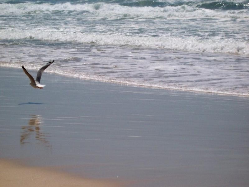 88 Seagull Avenue, Mermaid Beach QLD 4218