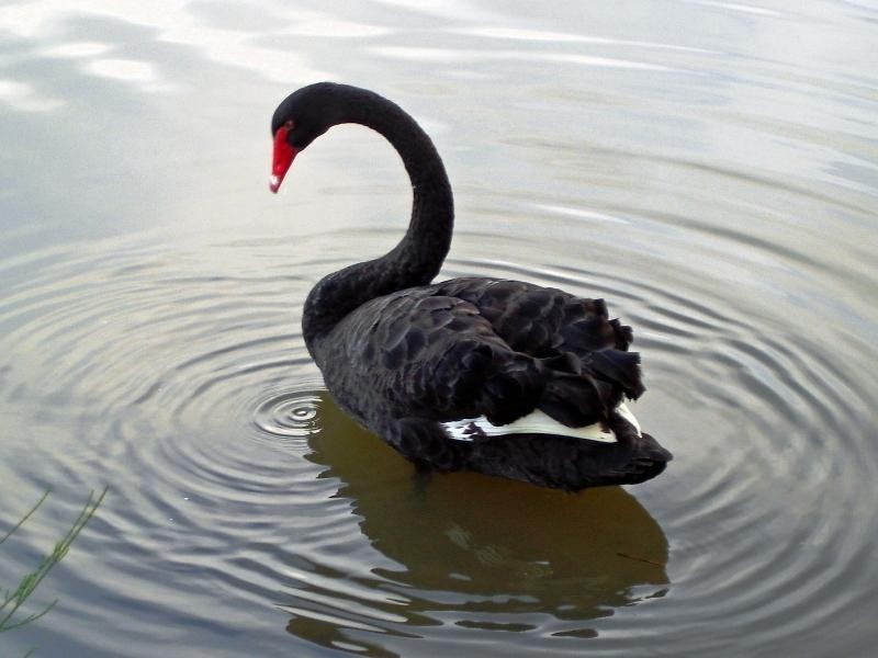 34 Altissimo Close, Varsity Lakes QLD 4227