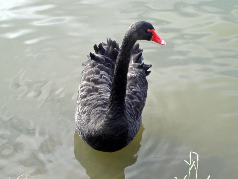 34 Altissimo Close, Varsity Lakes QLD 4227