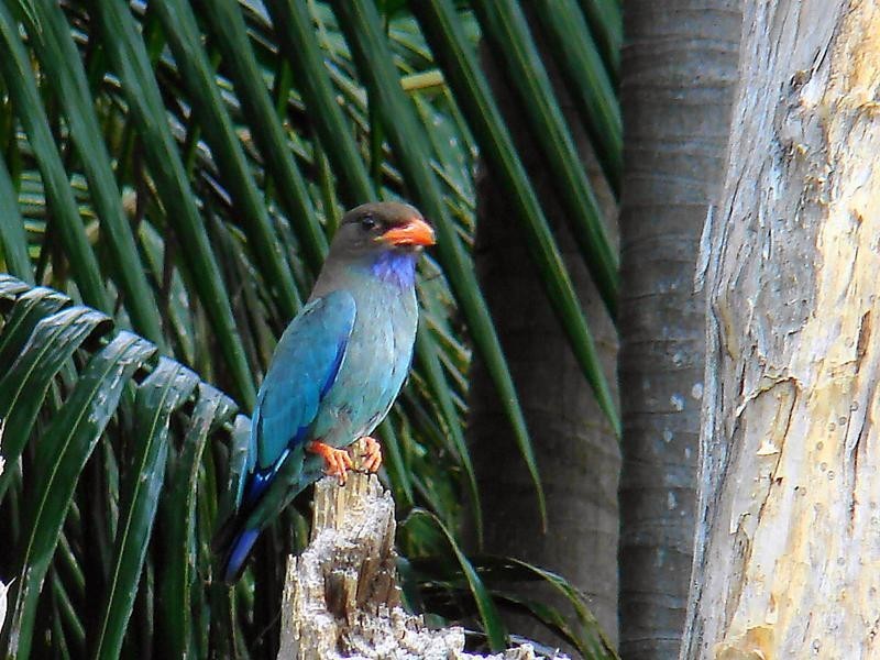 Whispering Palms Estate ‘, 32 Martinelli Avenue, Banora Point NSW 2486