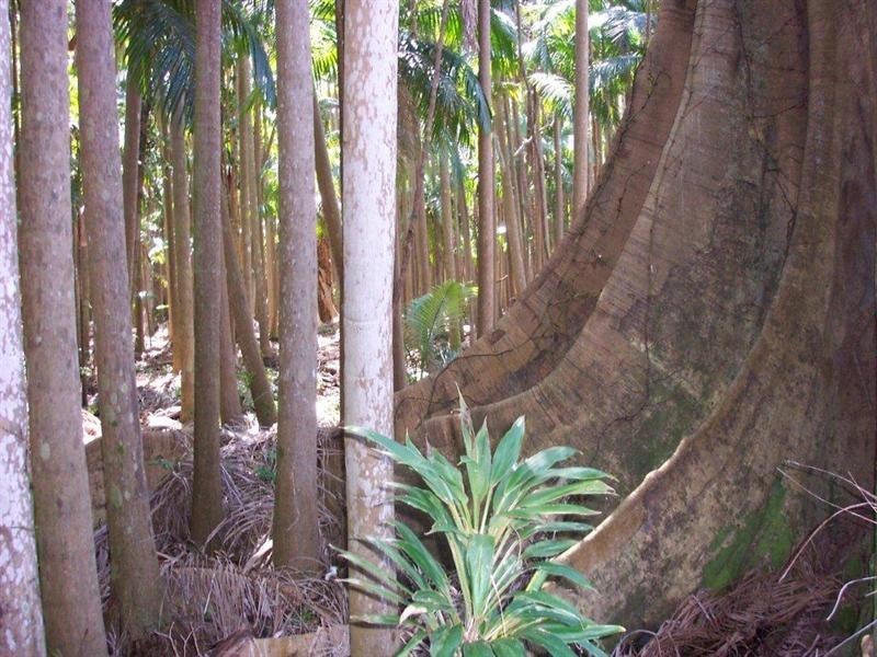 Whispering Palms Estate ‘, 32 Martinelli Avenue, Banora Point NSW 2486