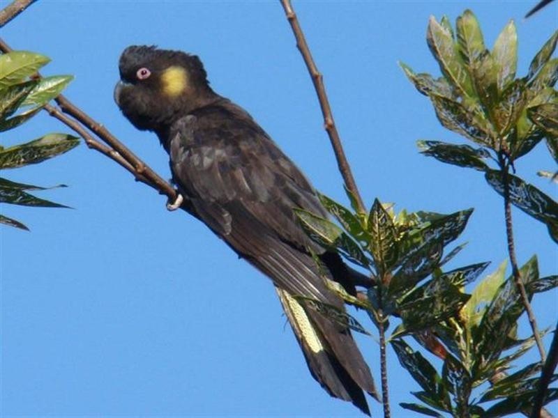 Whispering Palms Estate ‘, 32 Martinelli Avenue, Banora Point NSW 2486