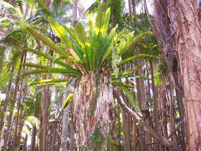 Whispering Palms Estate ‘, 32 Martinelli Avenue, Banora Point NSW 2486