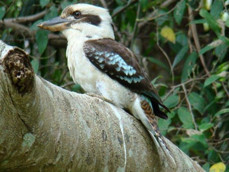 Whispering Palms Estate ‘, 32 Martinelli Avenue, Banora Point NSW 2486