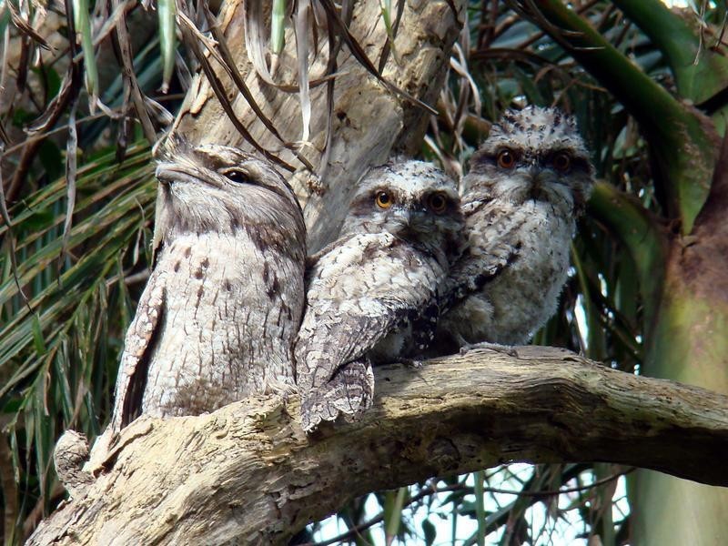 Whispering Palms Estate ‘, 32 Martinelli Avenue, Banora Point NSW 2486